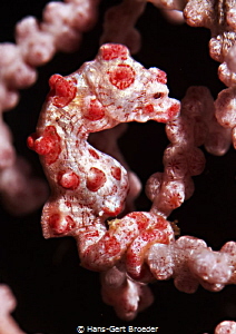 Pygmy Seahorse
Raja Ampat
 by Hans-Gert Broeder 